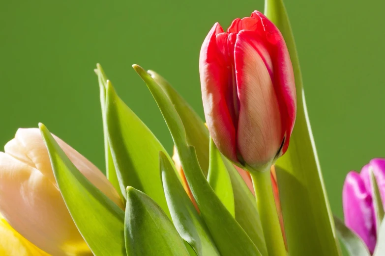 a close up of a bunch of flowers, a picture, by Jan Rustem, shutterstock, tulip, green and red, ultra high pixel detail, marketing photo