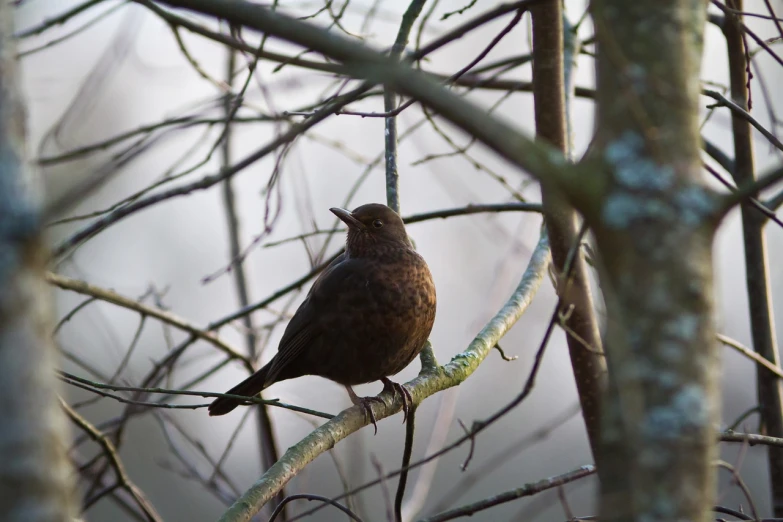 a brown bird sitting on top of a tree branch, a portrait, flickr, dark robed, ringlet, silhouetted, in a woodland glade