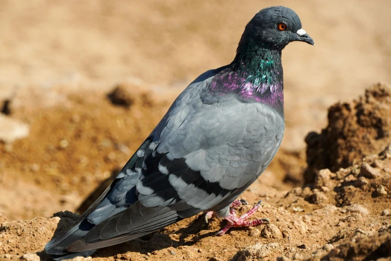 a pigeon sitting on top of a pile of dirt, a portrait, shutterstock, purple. smooth shank, very sharp photo, highly ornate, istock