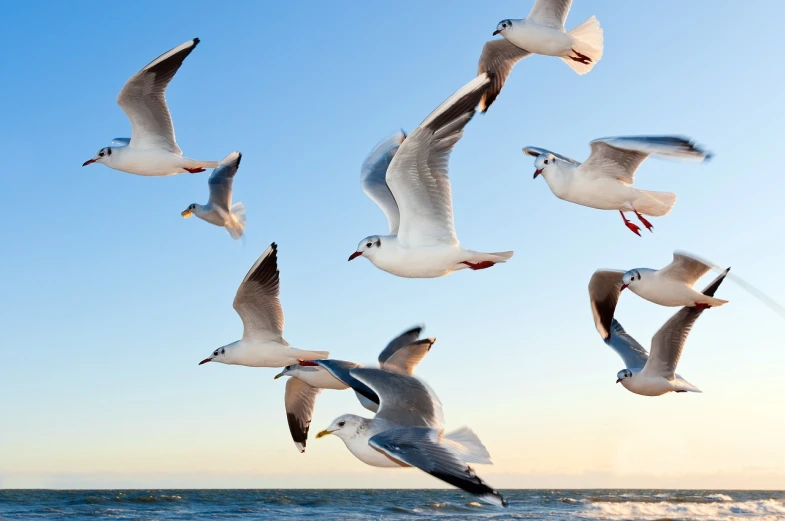 a flock of seagulls flying over the ocean, a picture, shutterstock, figuration libre, feeds on everything, anton fedeev, low-angle shot, each having six wings