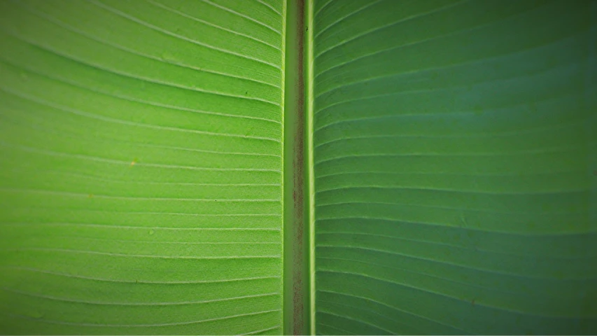 a close up of a green banana leaf, by Jan Rustem, minimalism, took on ipad, taken with my nikon d 3, widescreen, banana trees