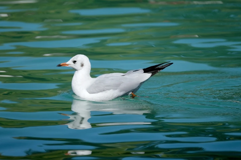 a white bird floating on top of a body of water, a picture, by Istvan Banyai, shutterstock, high sharpness, harbor, king of the sea, rippling reflections