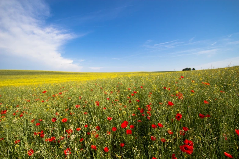 a field full of red flowers under a blue sky, a stock photo, by Thomas Häfner, shutterstock, black and yellow and red scheme, england, mediterranean landscape, stock photo