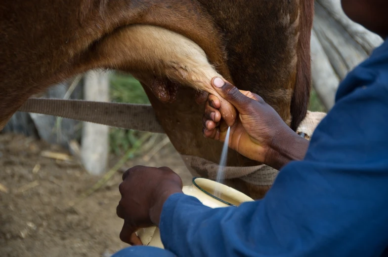 a close up of a person milking a cow, a picture, by Edwin Georgi, shutterstock, madagascar, equestrian photography, detailed picture, professional artist