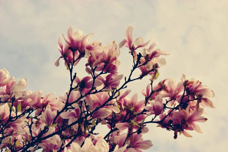 a close up of a bunch of flowers on a tree, by Karl Buesgen, trending on pixabay, romanticism, magnolia stems, vintage color photo, looking to the sky, istock