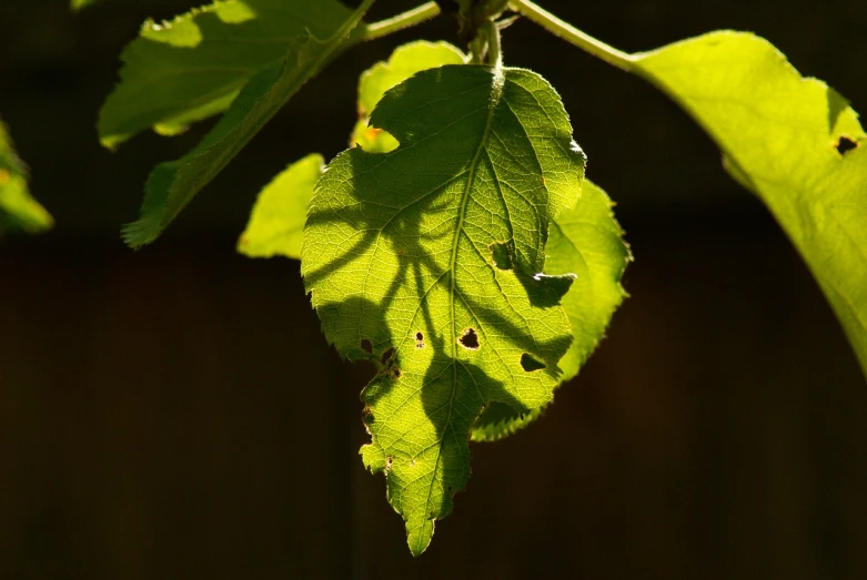 a close up of a leaf on a tree, a picture, by Linda Sutton, flickr, blinding backlight evening sun, bumps, arbor, in salvia divinorum