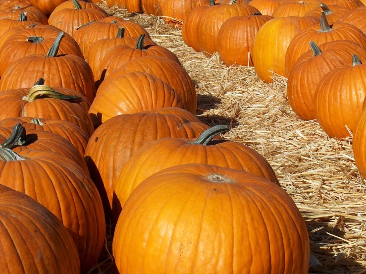 a bunch of pumpkins sitting on top of a pile of hay, symbolism, wikipedia, high res, blog-photo, file photo