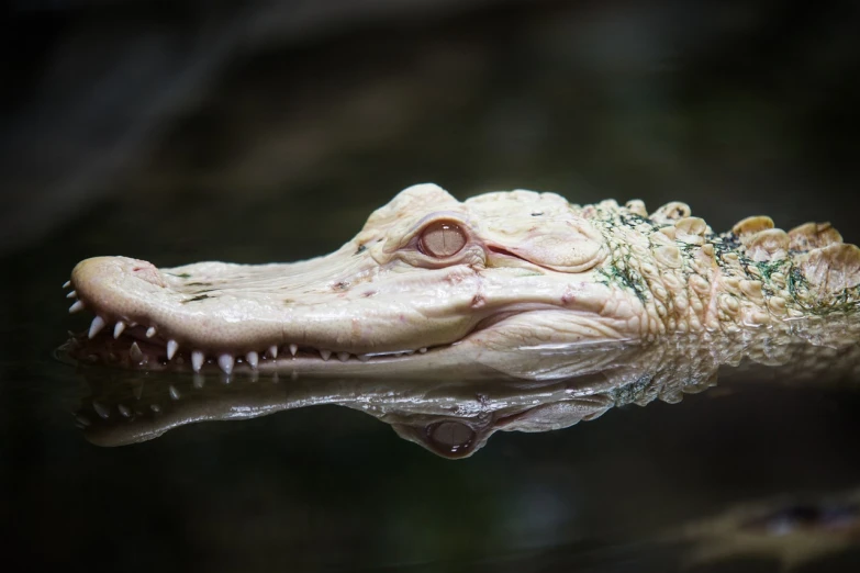 a close up of an alligator's head in the water, a picture, by Matija Jama, shutterstock, intense albino, picture taken in zoo, very sharp photo, portait photo