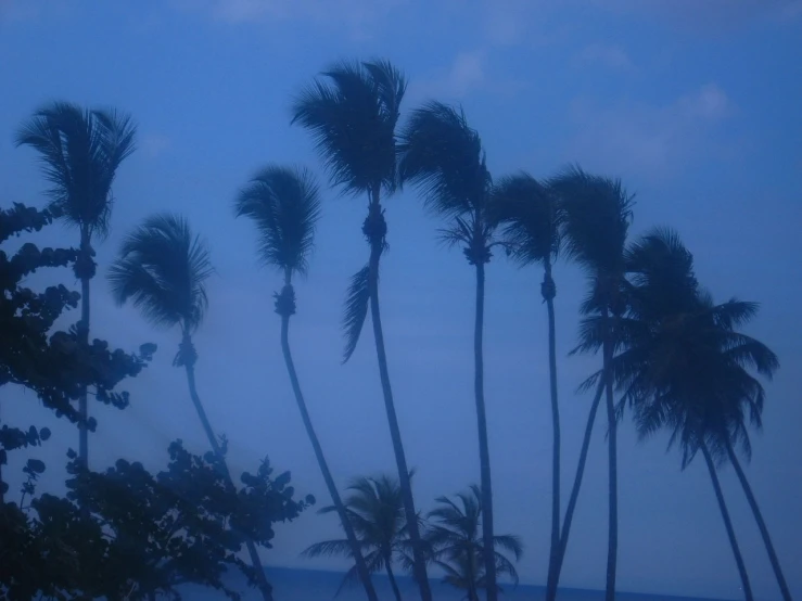 a number of palm trees near a body of water, by Alexander Scott, flickr, evening storm, high winds, blue, unwind!