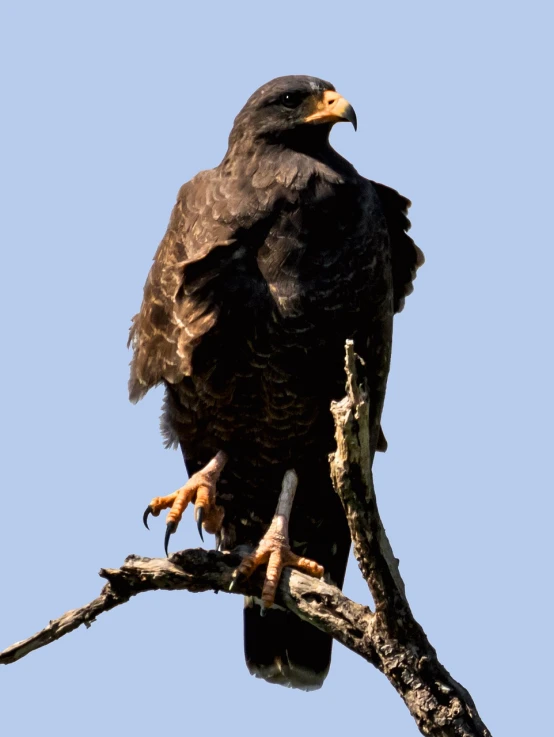 a bird sitting on top of a tree branch, a portrait, by Dietmar Damerau, flickr, hurufiyya, black aarakocra eagle warlord, panorama, tattered wings, sitting on a curly branch