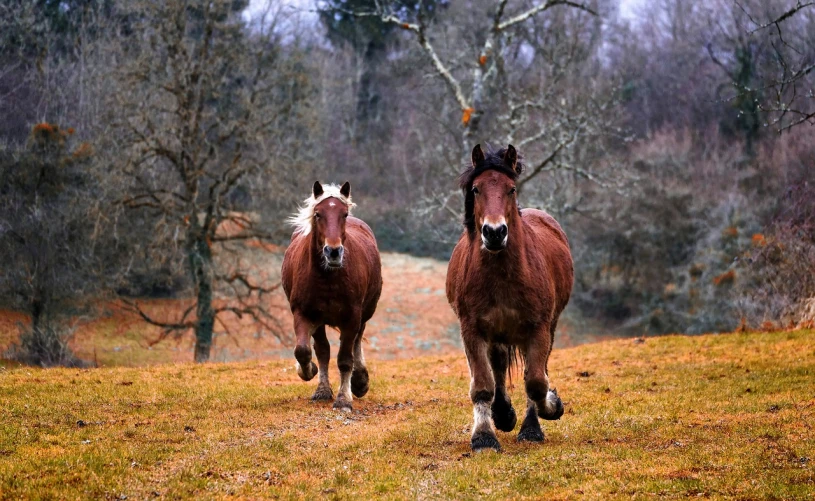 two horses running in a field with trees in the background, a photo, by Jim Nelson, 🦩🪐🐞👩🏻🦳, looking towards camera, in scotland, mule