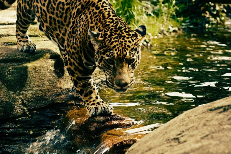 a close up of a leopard near a body of water, rich aztec jaguar armor, streams, lomo, national geography photography