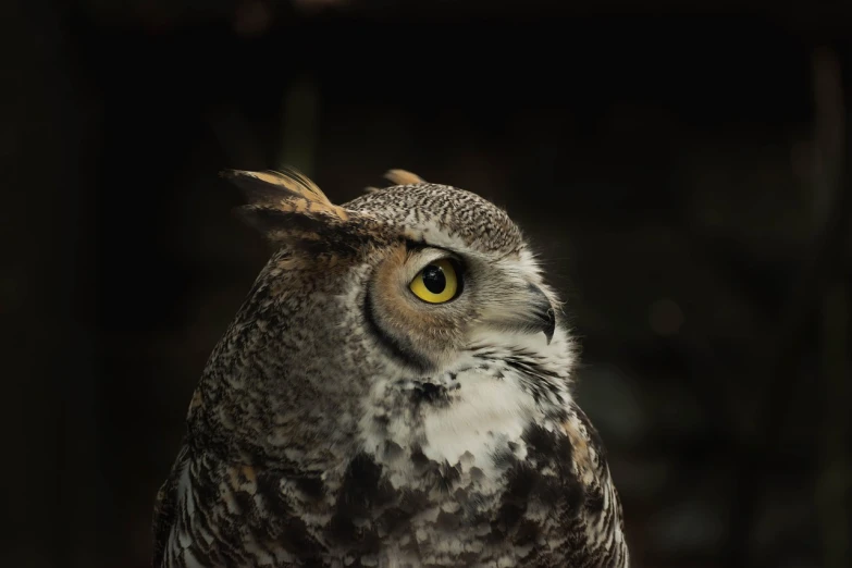 a close up of an owl with yellow eyes, a portrait, by Andrew Domachowski, side profile portrait, fine detail post processing, zoomed out portrait of a duke, horned