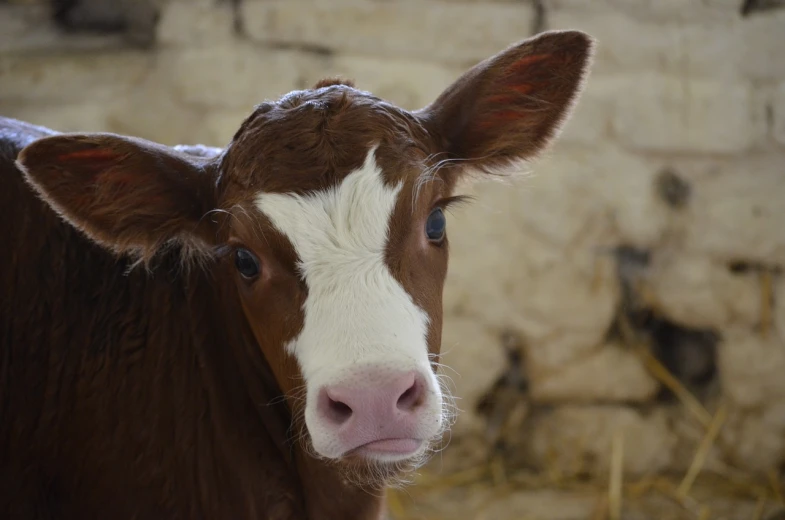 a brown and white cow standing next to a brick wall, closeup of an adorable, calf, cute pout, file photo