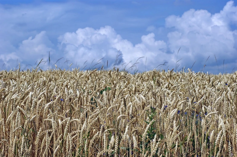 a field of wheat with a blue sky in the background, by Karl Pümpin, precisionism, “puffy cloudscape, towering over your view, istockphoto, on a cloudy day