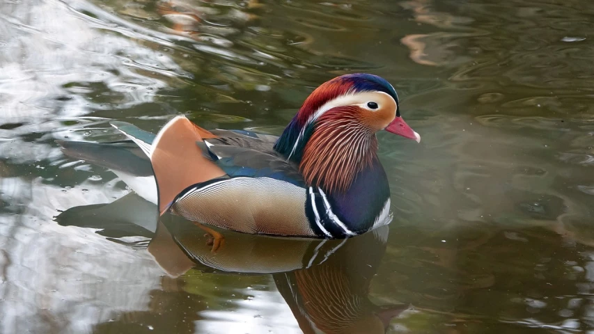 a colorful bird floating on top of a body of water, a photo, by Jan Rustem, flickr, sōsaku hanga, donald duck in real life, elegant highly detailed, royal bird, ribbon