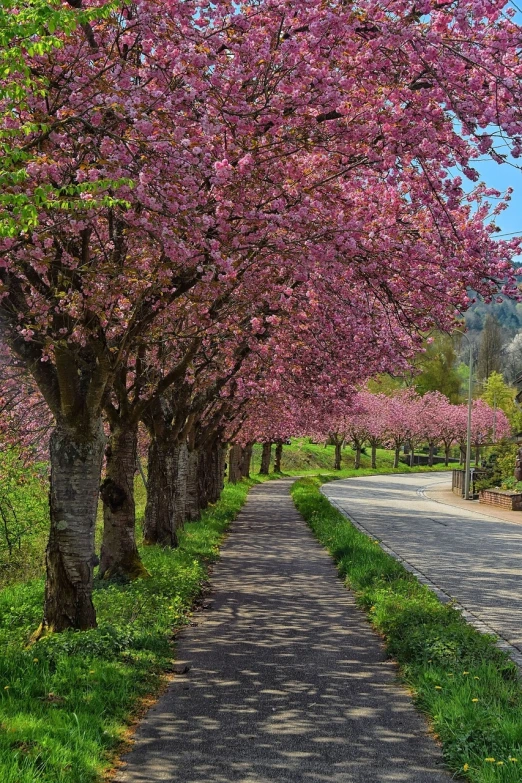 a couple of trees that are on the side of a road, by Zahari Zograf, trending on pixabay, renaissance, cherry blosom trees, pathway, 8k 50mm iso 10, 🤬 🤮 💕 🎀