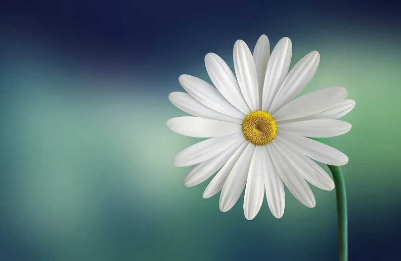 a single white flower with a yellow center, by Jan Rustem, trending on pixabay, minimalism, photorealistic illustration, depth of field background, istock, daisy