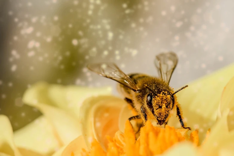 a bee sitting on top of a yellow flower, a macro photograph, by Alvan Fisher, pexels, romanticism, floating dust particles, 🐝👗👾, an illustration, wearing honey