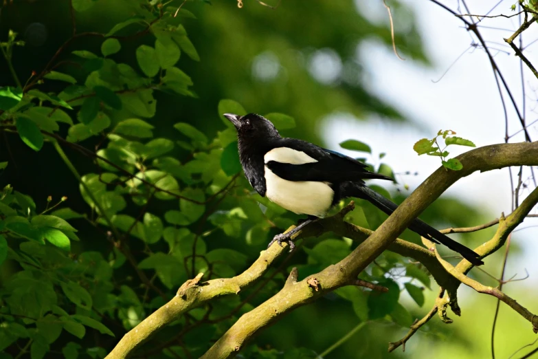 a black and white bird sitting on a tree branch, by Maksimilijan Vanka, flickr, magpie, amongst foliage, uk, kuntilanak on bayan tree