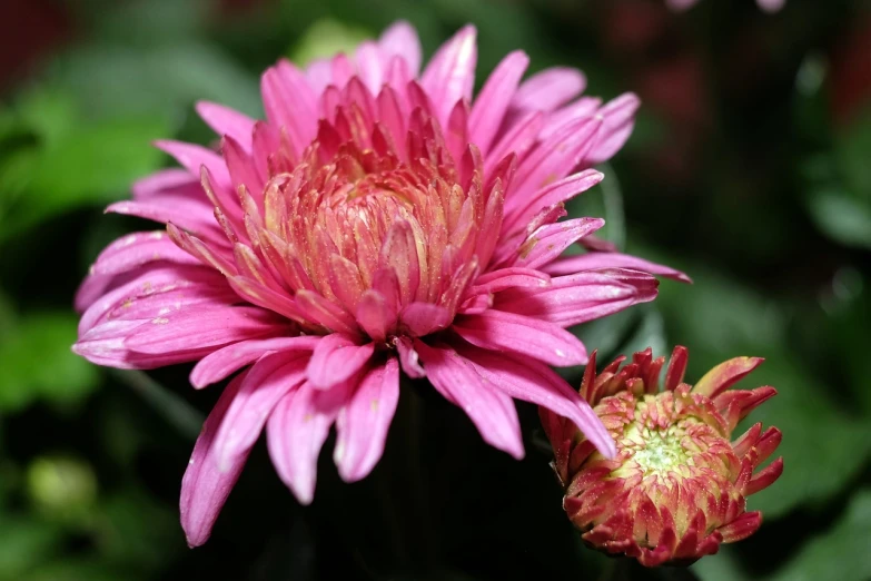 a close up of a pink flower with green leaves, a picture, by Stefan Gierowski, pixabay, sōsaku hanga, chrysanthemum, red flower, very high quality, autum