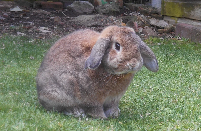 a rabbit that is sitting in the grass, a picture, flickr, lop eared, with a round face, aged 2 5, amber
