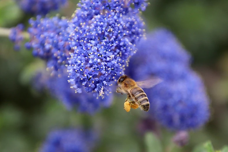 a close up of a bee on a flower, a picture, by Linda Sutton, emanating with blue aura, san francisco, photostock, jenny seville