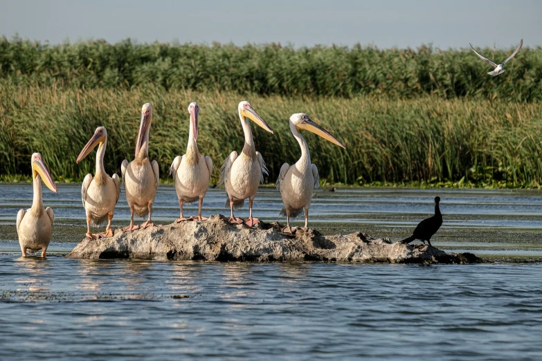 a group of pelicans standing on a rock in the water, by Dietmar Damerau, shutterstock, marshes, egypt, 2 0 2 2 photo