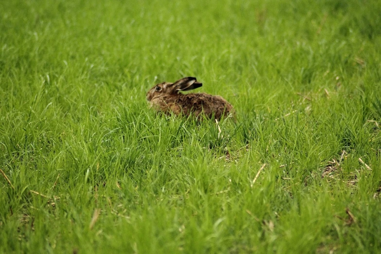 a rabbit that is sitting in the grass, a picture, by Hans Schwarz, figuration libre, sprawled out, taken with a pentax k1000, i see fields of green, horizontally leaping!!!