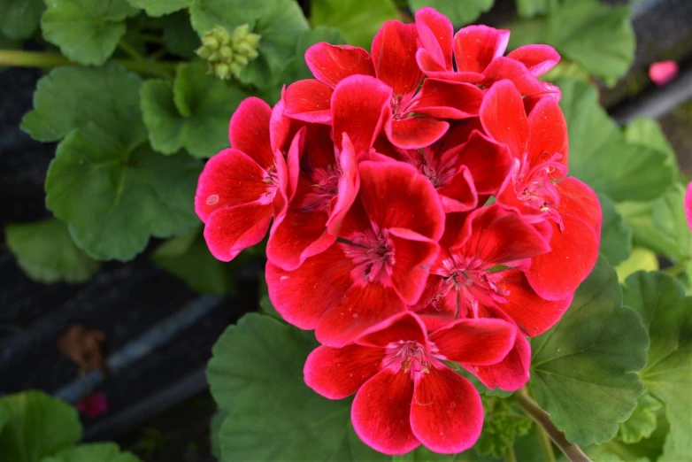 a close up of a red flower with green leaves, gushy gills and blush, rich bright colours, heavily ornamental, high quality product image”