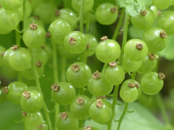 a close up of a bunch of green berries, a picture, by Edward Corbett, pale green background, carnivorous plants, high quality product image”