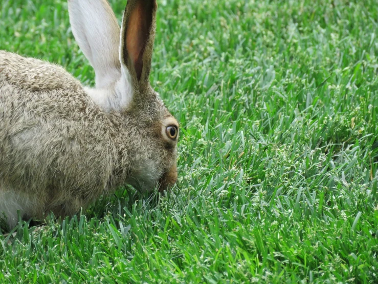a rabbit that is sitting in the grass, a photo, by Linda Sutton, shutterstock, nosey neighbors, caught in 4 k, eating outside, 3 4 5 3 1