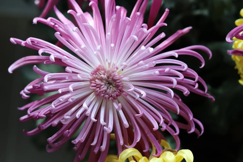 a close up of a purple and yellow flower, by Gwen Barnard, rasquache, gigantic pink ringlets, chrysanthemum, intricate fine details, japanese flower arrangements