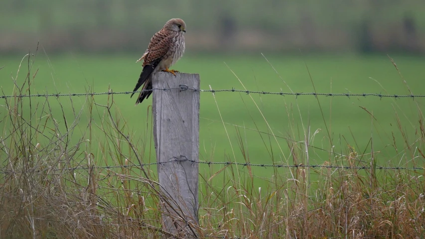 a bird sitting on top of a wooden post, by Robert Brackman, flickr, in the high grass, falcon, 4 0 0 mm f 1. 8, a bald