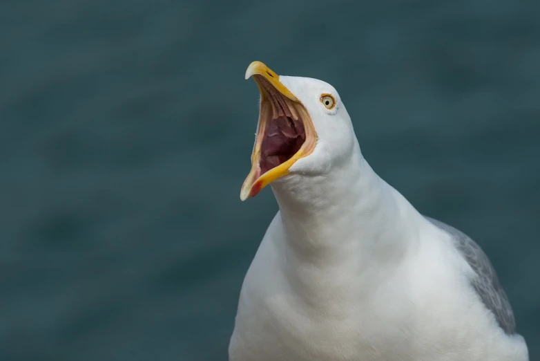 a close up of a seagull with its mouth open, by Robert Brackman, shutterstock, baroque, shouting, albino, stock photo
