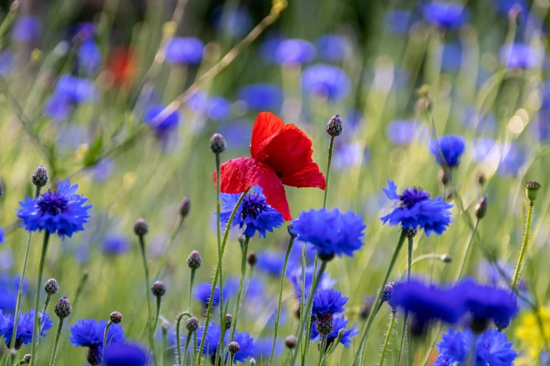 a red poppy in a field of blue cornflowers, harmony of butterfly, photo taken with sony a7r camera, full of colour 8-w 1024, petals falling