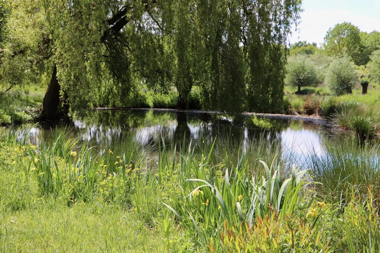 a body of water surrounded by trees and grass, inspired by Ethel Schwabacher, flickr, weeping willows and flowers, shot on sony alpha dslr-a300, near farm, abcdefghijklmnopqrstuvwxyz