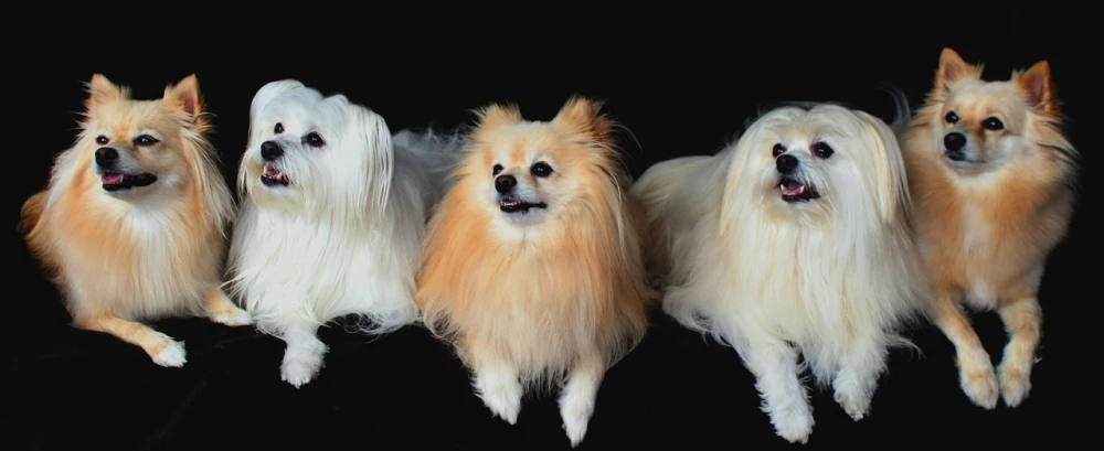 a group of dogs sitting next to each other, pexels, baroque, standing with a black background, orange fluffy spines, with long white hair, banner