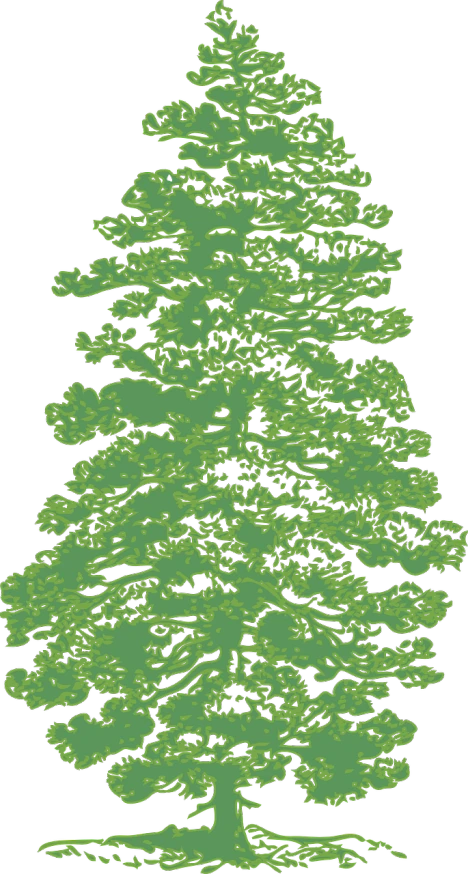 a green pine tree on a black background, a digital rendering, inspired by Masamitsu Ōta, reddit, generative art, zoomed out to show entire image, height map, osr, espoo