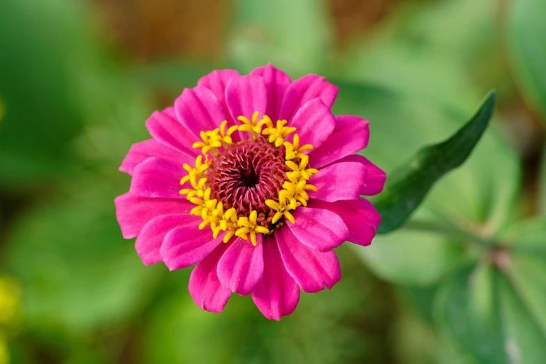 a pink flower with a yellow center surrounded by green leaves, beautiful flowers, closeup - view, gigantic tight pink ringlets, vibrant colours