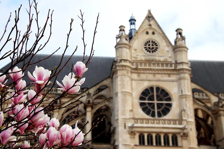 a church with a tree in front of it, a photo, by Sam Dillemans, flickr, art nouveau, huge blossoms, paris background, magnolias, shot with a canon 20mm lens