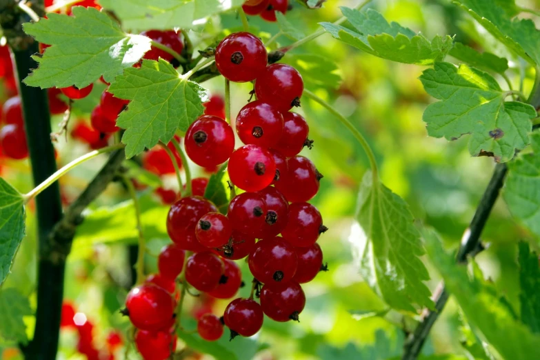 a bunch of red currans hanging from a tree, by Anato Finnstark, pixabay, hurufiyya, wearing gilded ribes, summer rain, emerald, edible