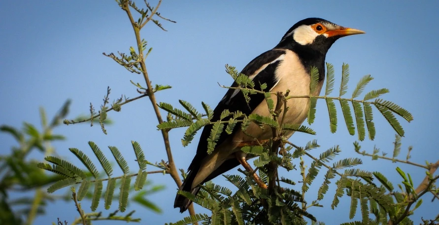 a black and white bird sitting on top of a tree, by Juergen von Huendeberg, flickr, arabesque, samburu, long thick shiny gold beak, sparrows, an afghan male type