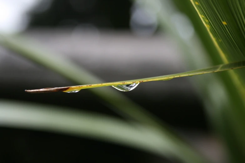 a close up of a leaf with a drop of water on it, flickr, hurufiyya, reeds, reflection on the oil, close up of lain iwakura, sideview