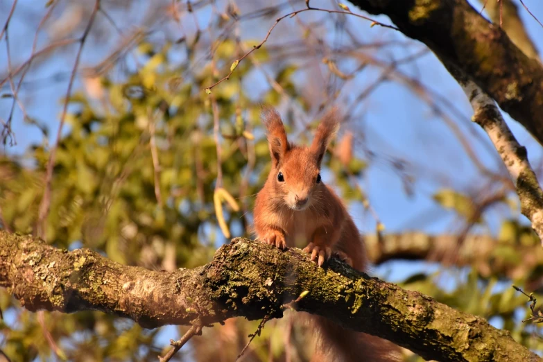 a squirrel sitting on top of a tree branch, a portrait, by Robert Brackman, shutterstock, the sun is shining. photographic, caught in 4 k, reportage photo, high quality photo