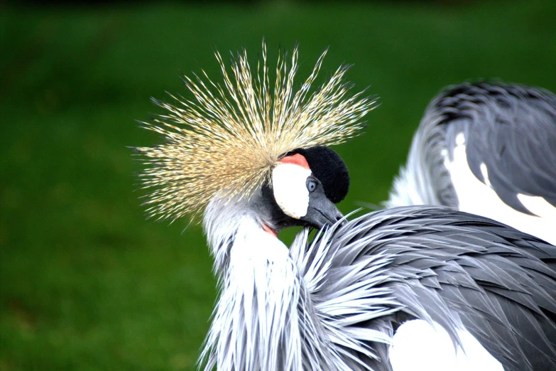 a couple of birds standing on top of a lush green field, a photo, inspired by Charles Bird King, flickr, hurufiyya, feather hair ornaments, taken in zoo, resembling a crown, flash photo