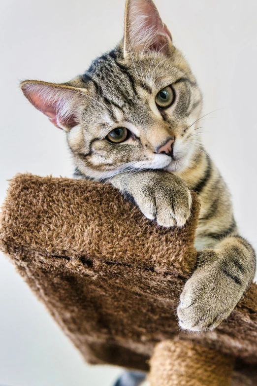 a cat sitting on top of a scratching post, by Ivan Grohar, shutterstock, plush toy, young male, holding paws, closeup photo