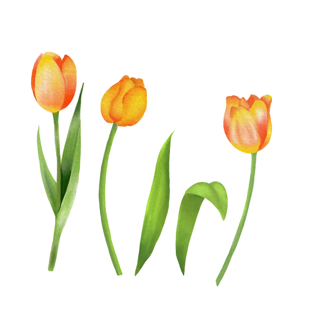 three orange tulips with green leaves on a black background, a digital rendering, by senior artist, simple watercolor, rotated left right front back, 3 are spring, various posed