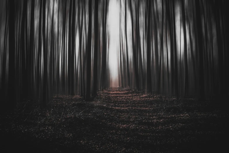 a black and white photo of a path through a forest, by Jacob Kainen, unsplash contest winner, tonalism, surreal!!!, trail of blood follows behind it, minimalist composition, ((trees))