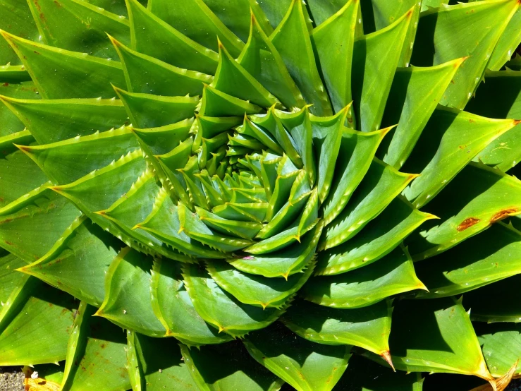 a close up of a green plant with lots of leaves, inspired by Andy Goldsworthy, shutterstock, land art, fibonacci fractals, curved horned dragon!, very sharp and detailed image, very sharp photo